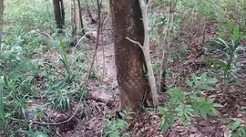 Baby fox stuck in hunter’s trap rescued in Thai forest