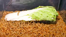 Creepy timelapse shows thousands of mealworms devour a cabbage