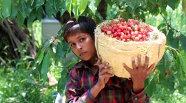 Harvesting of Cherry Season Begins In Northern India