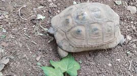 Tortoises have one of the longest lifespans of any animal, with the average ranging anywhere from 50 to 100 years.