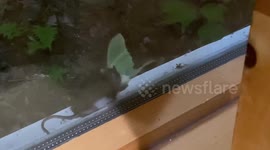 'Epic!' Canadian dad films MASSIVE moth at very moment it is caught and eaten by MOUSE