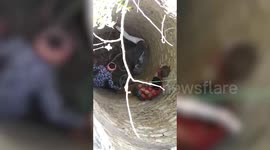 Forest officials rescue jackal from well in central India