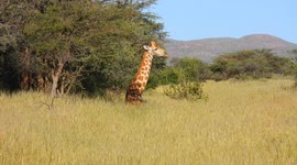 Giraffe seen lying down in rare scene on safari