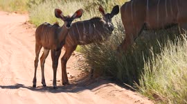 Meet Africa's Bambi - adorable baby kudus with really big ears!