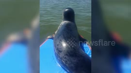 Cheeky seal hitches a ride with UK paddleboarder to SUNBATHE