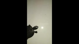 Turtles living in a very rare and endangered village come to our house with the rain