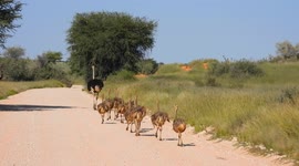 Adorable ostrich family walking down a gravel road
