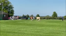 Moment cows brought a cricket game to a halt - by INVADING the pitch mid match