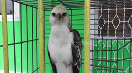Conservation officials release protected crested hawk-eagle in Indonesia