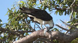 An Osprey’s fish lunch is interrupted by a circling Kite
