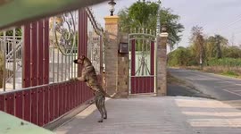 Clever pet dog uses door buzzer to ask owner to open gate for him