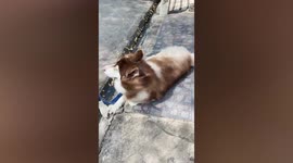 Dog fail! Clumsy pet Husky slips on tile floor