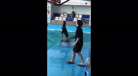'Epic BTS Compilation Shows Sea Mammals Being Trained for Dolphin Show'