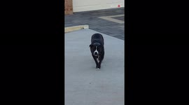 Aussie pet owner can't stop laughing as her dog attempts to stalk her