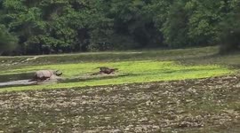 Rare moment angry rhino chases off TIGER in northeastern India