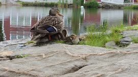 Napping Ducklings at Redd's Pond in Marblehead, Massachusetts