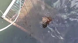 Spot of bother: Indian officials rescue leopard trapped at bottom of well