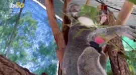 San Diego dentist heroically gives koala a new prosthetic foot