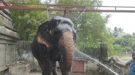 Elephant escapes scorching Indian sun by taking a long, cold shower