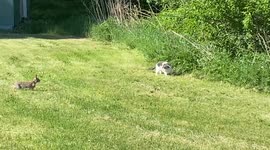 Mother rabbit stands up to cat harassing wild chipmunk