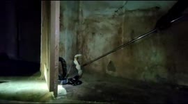 Indian couple escape through window after finding king cobra in their home