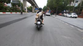 Dog balancing on motorbike
