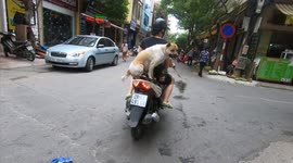 Dog was discovered while calmly balancing on a motorbike to look at the street in Vietnam