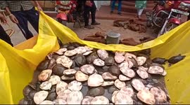 Officials in India rescue 150 freshwater turtles from illegal traders