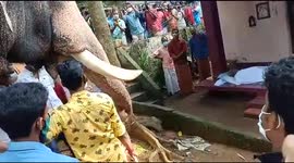 Elephant gives final salute to his trainer who looked after him for 25 years