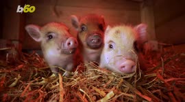 This Video of Baby Piglets Playing Around is the Cutest Thing You’ll See All Day!