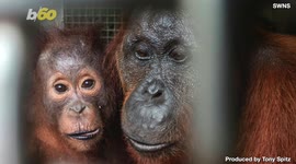 A Mama Orangutan and Her Baby Are Rescued and Given a New Home