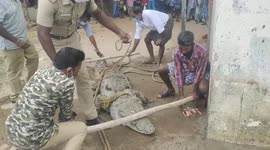 Indian farmer wakes up with 10-feet-long crocodile at his doorstep
