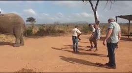 Rescued elephant loves to play with visitors in his sanctuary.