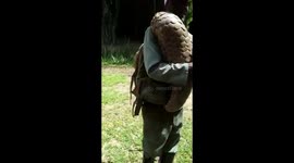 Learn super amazing facts about the armadillo. This super cute rescued creature is living a perfect life in this beautiful sanctuary in Simbabwe.
