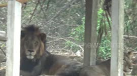 Nine lions test positive for COVID-19 at zoo in southern India