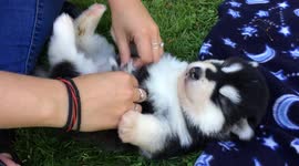 Adorable 3 week old Alaskan Malamute puppy discovers her tickle spot