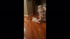 Sleepy dog falls asleep in a funny position