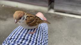sparrow sleep on their arms
