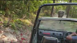 Scary moments angry elephant charges Jeep in Indian forest