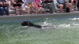 Who is the fastest swimmer? Dogs take part in swimming race in Russia
