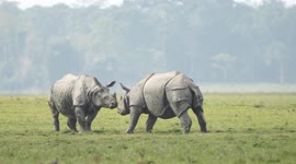 Greater one-horned rhino (Territorial fights)