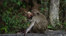 Monkeys per morning a very thorough flea check, all captured fleas are eaten alive.
