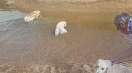 Golden Retriever puppy first time in the sea water he's so excited