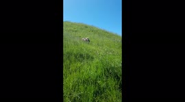 Short legs problems,  running in the long grass adventures of a basset hound slow motion