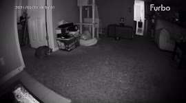 One cat scares another cat playing in a home. Cat jumps into the air and runs away.