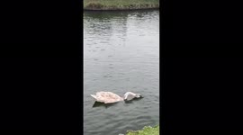 Majestic one year old cygnet diving for food in the Venetian waterway in Great Yarmouth