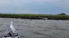 Kayaking with a Shark, Bulls Bay near Charleston, South Carolina