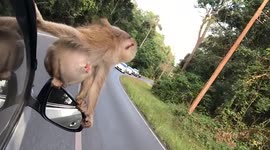 Clever wild monkey hitches ride on passing car’s wing mirror