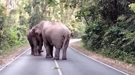Male elephants tussle on road over mating rights to female in Thailand