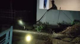 Big king Cobra snake Rescue